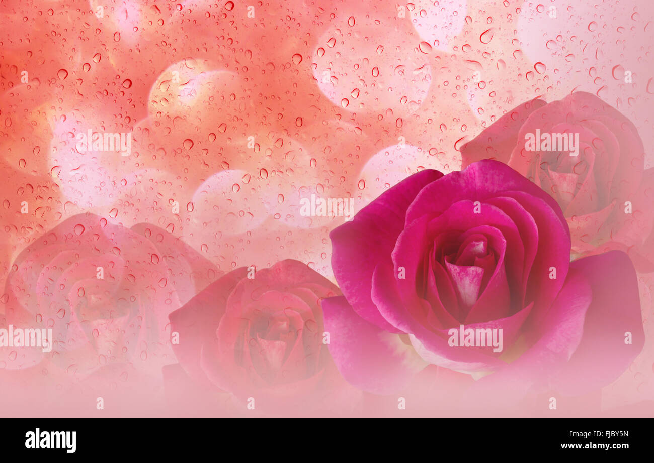 Romantico rose rosa e caduta di acqua abstract arancio pastello sullo sfondo di san valentino Foto Stock