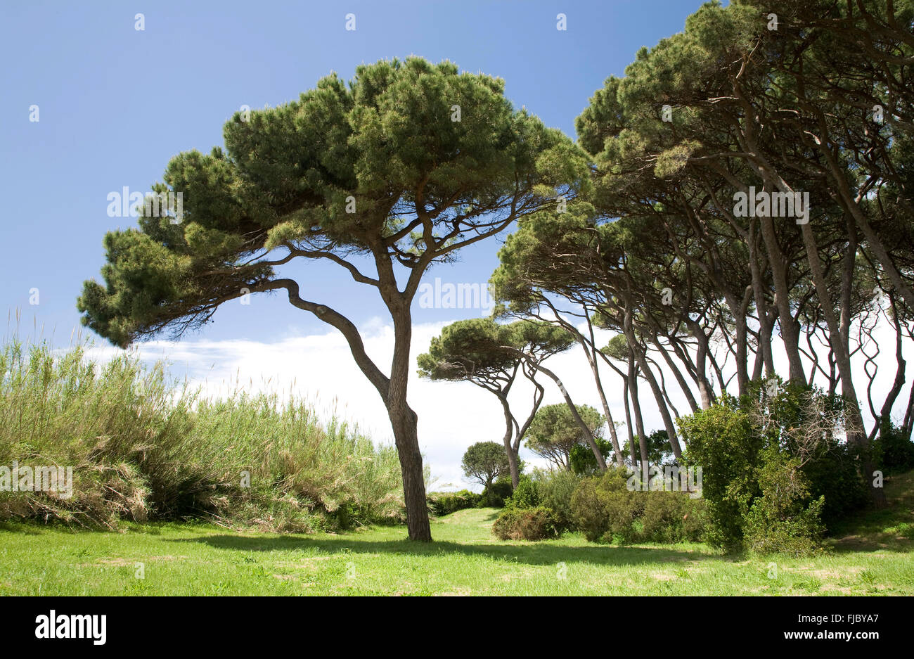 Foresta di Pini, Golfo di Baratti, Toscana, Italia Foto Stock