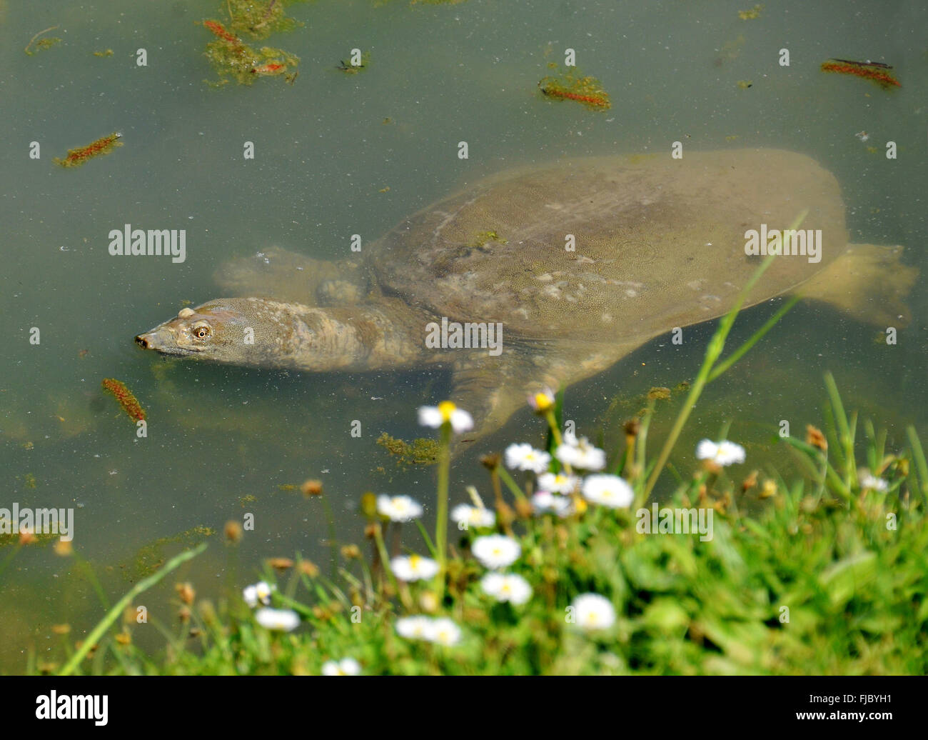 Esotici tartarughe di acqua Foto Stock