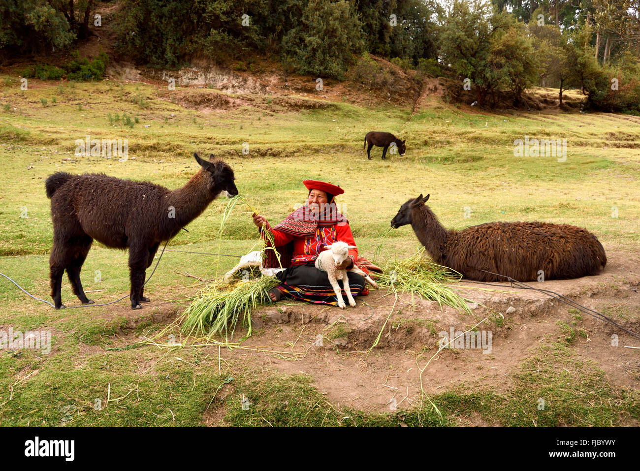 Peruviano, donna anziana alimentando il suo alpaca (Vicugna pacos), Provincia di Cusco, Perù Foto Stock