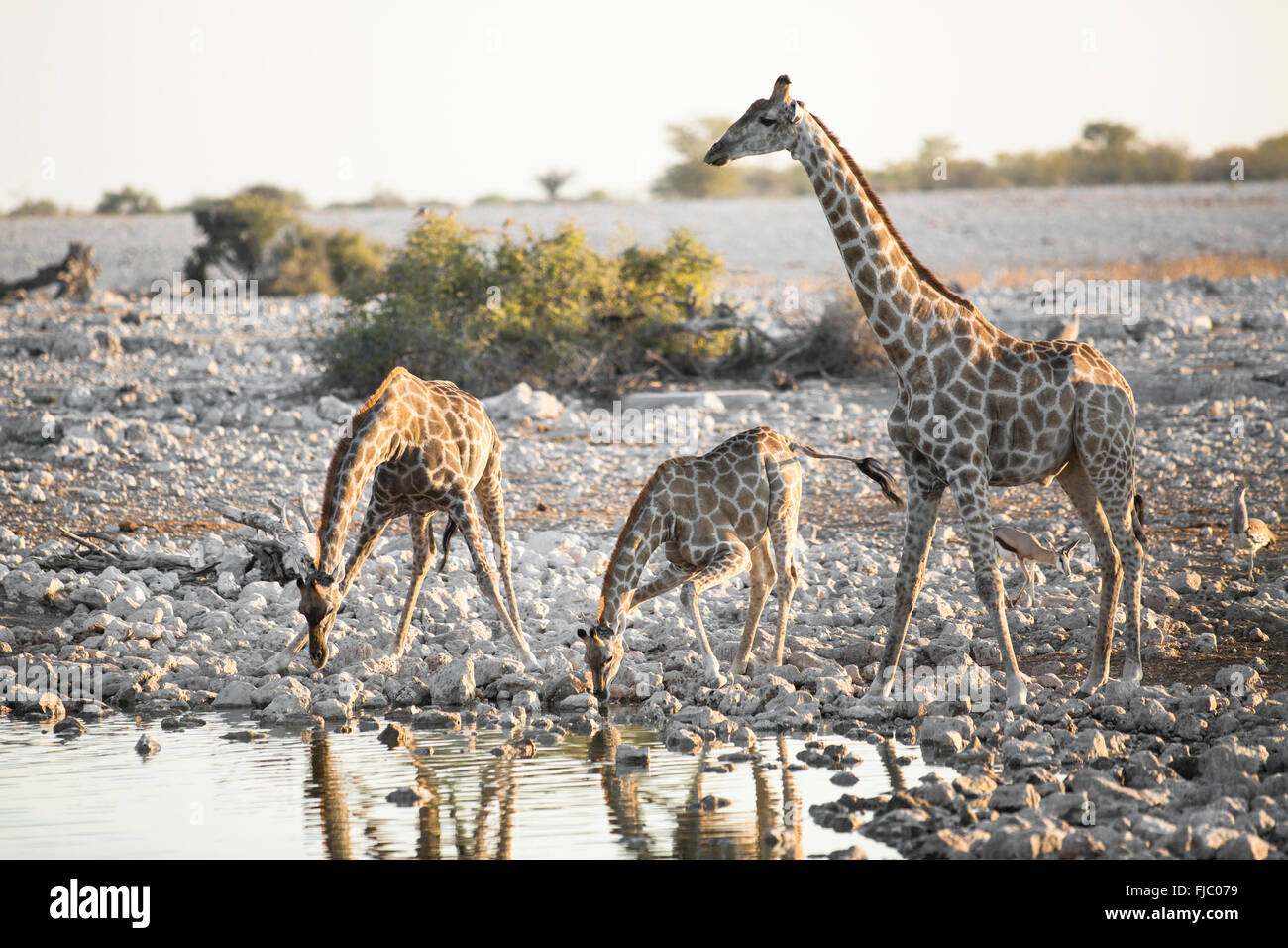 La giraffa nel Parco Nazionale di Etosha. Foto Stock