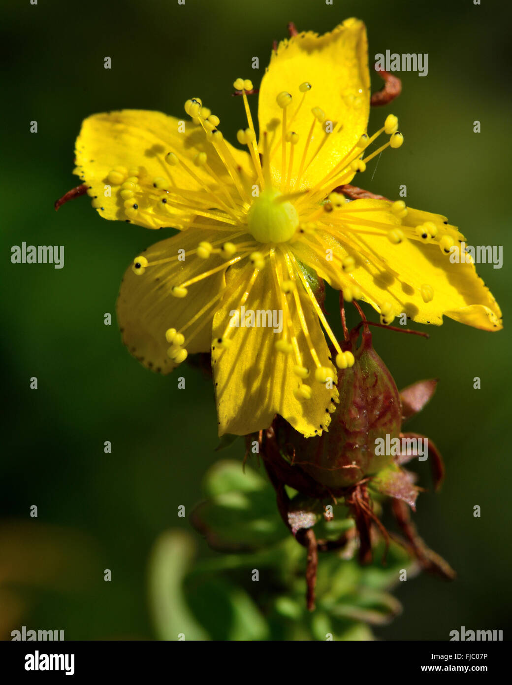 Perforare San Giovanni-wort (Hypericum perforatum). Un fiore giallo di un impianto nella famiglia Hypericaceae, crescendo in un prato Foto Stock