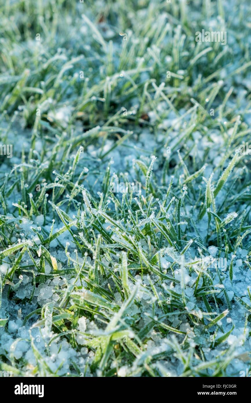 Gelo su erba. Foto Stock
