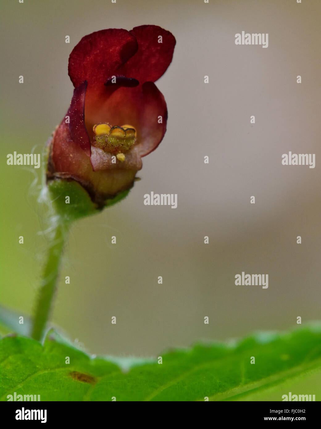 Comune (figwort Scrophularia nodosa). Chiusura del fiore rosso della pianta nella famiglia Scrophulariaceae, aka figwort woodland Foto Stock