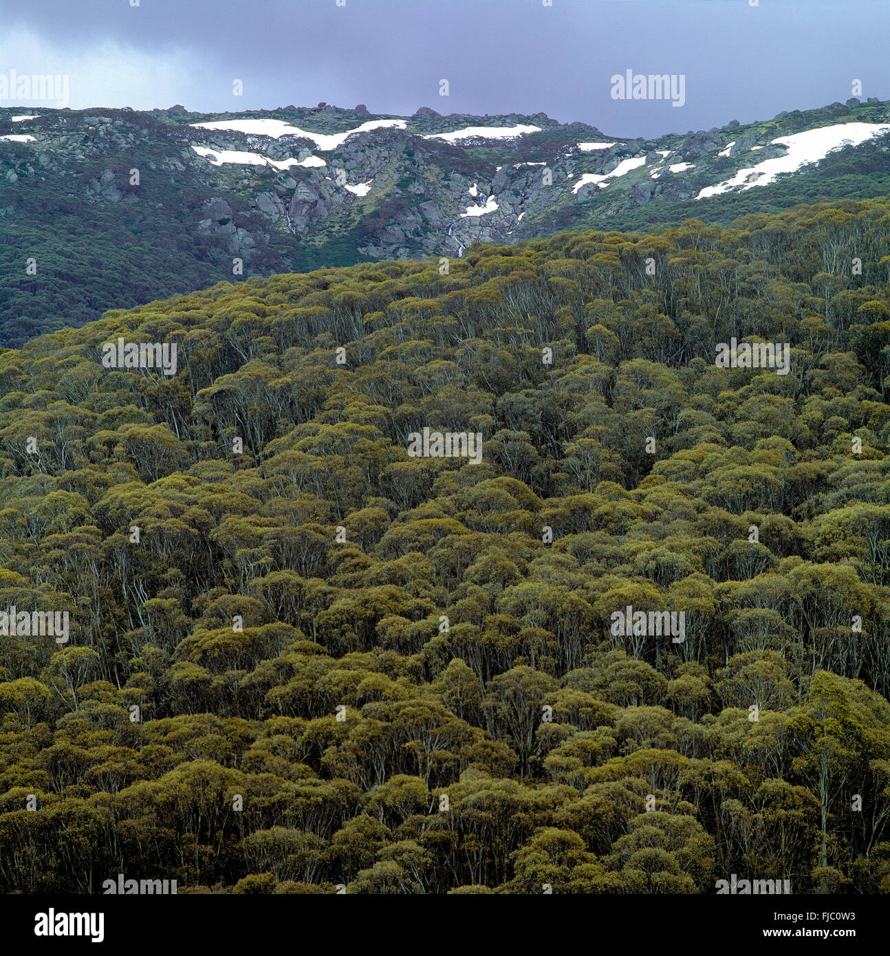 Foresta nel Monte Kosciusko National Park, Australia. Foto Stock