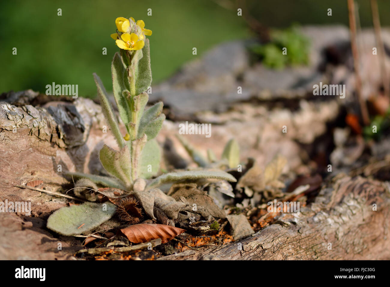 Grande mullein (Molène thapsus). Un attraente fiore giallo nella famiglia figwort (Scrophulariaceae), che mostra la crescita arrestata Foto Stock