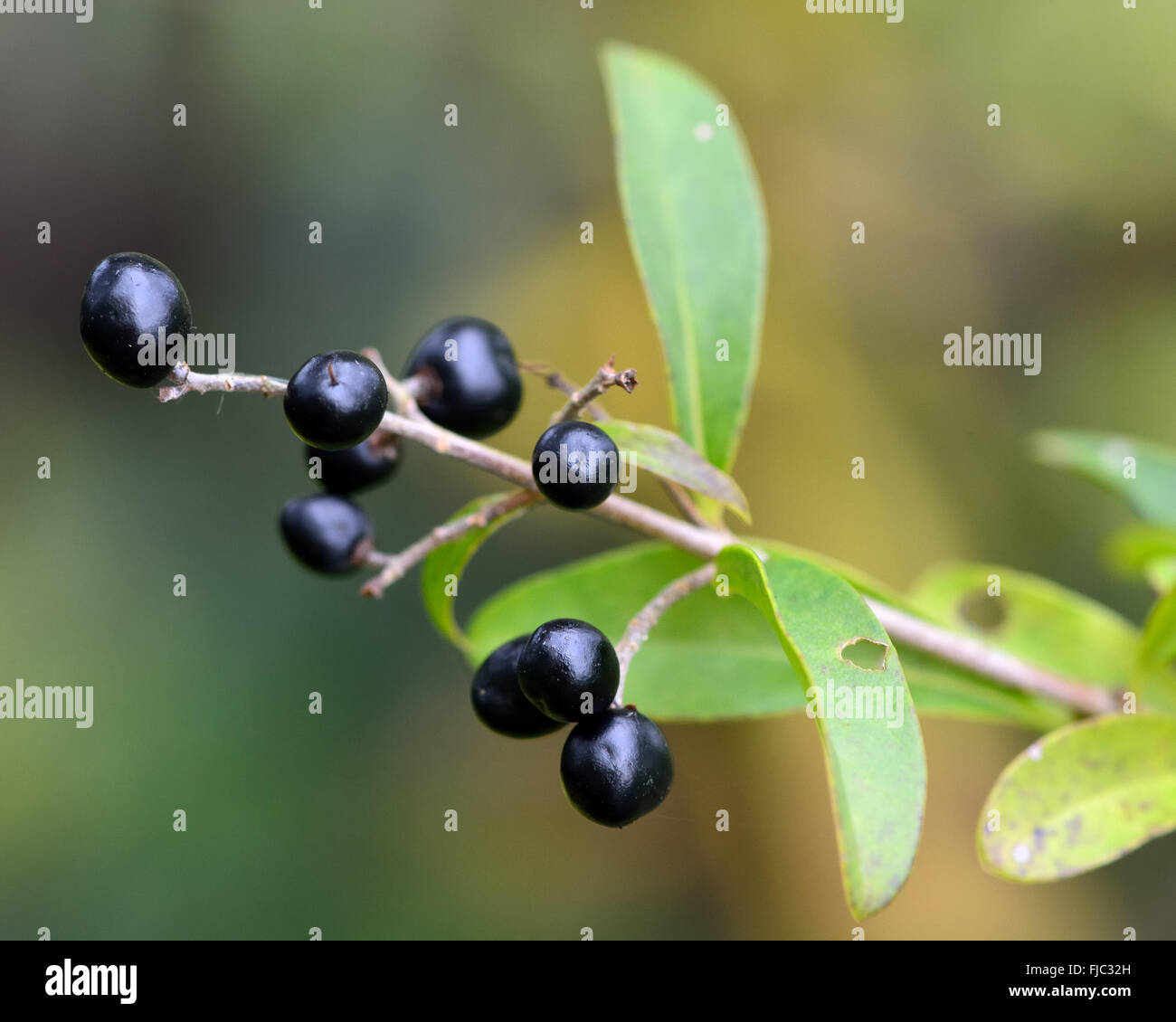Wild ligustro (Ligustrum vulgare). Frutti di bosco su un semi-arbusto sempreverde, crescente selvatici in un bosco britannico Foto Stock