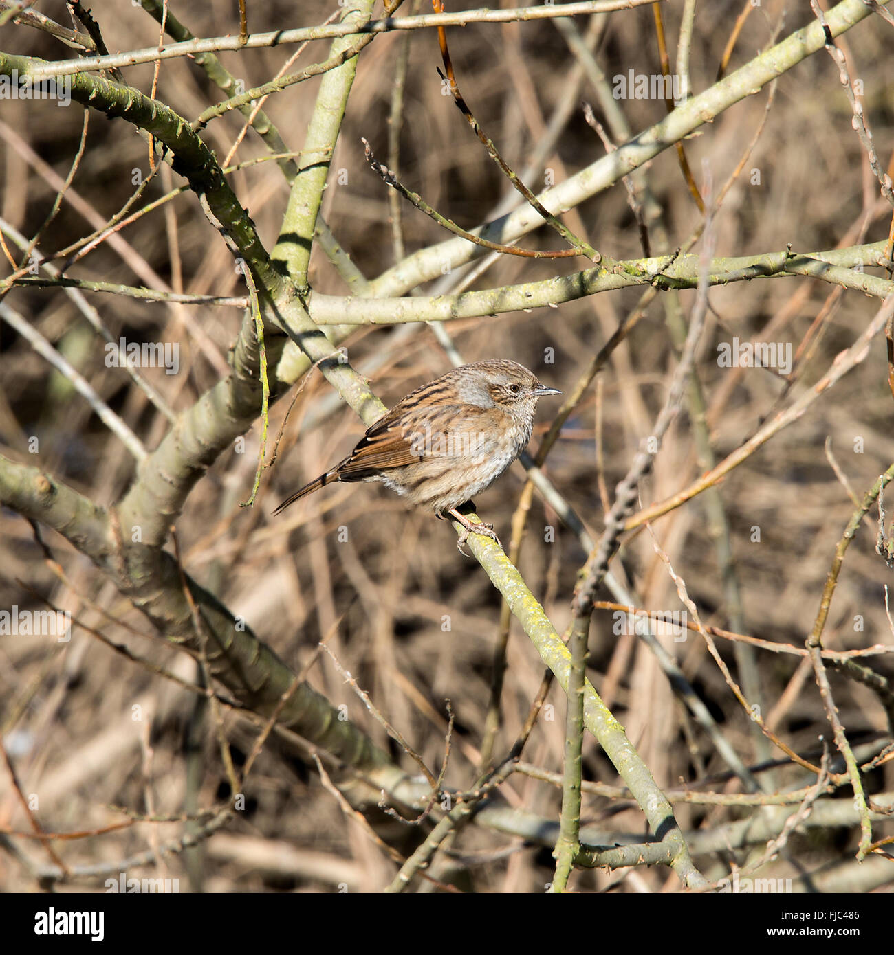 Un Dunnock o Hedge Sparrow posatoi in un piccolo albero a Fairburn Ings vicino a Castleford West Yorkshire England Regno Unito Regno Unito Foto Stock
