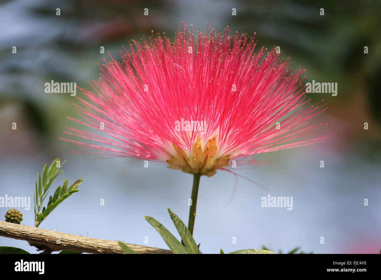 Rosa rosso in polvere Puff, Red Head polvere Puff ,. Polvere rossa Puff o Calliandra haematocephala Hassk con nebbia di mattina Foto Stock