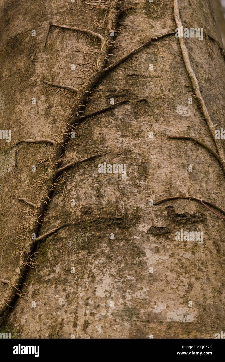 Radici di edera aggrappato al tronco di albero in inverno Foto Stock