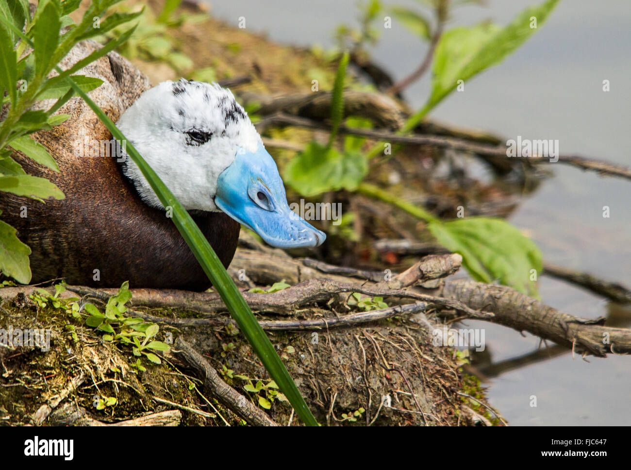 Bianco di anatra con testa (Oxyura leucocephala) appoggiato sul banco dietro la vegetazione becco blu che mostra chiaramente. Preso in formato paesaggio. Simile a ruddy duck. Foto Stock