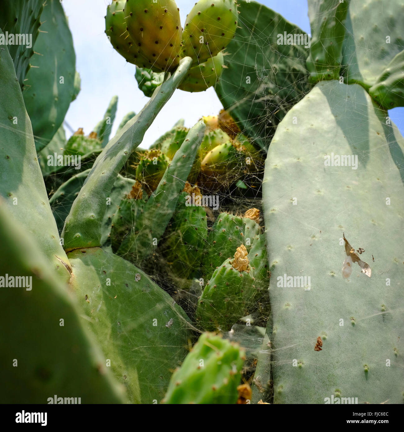 Close up di ficodindia cactus giganti ricoperti in spider webs Foto Stock