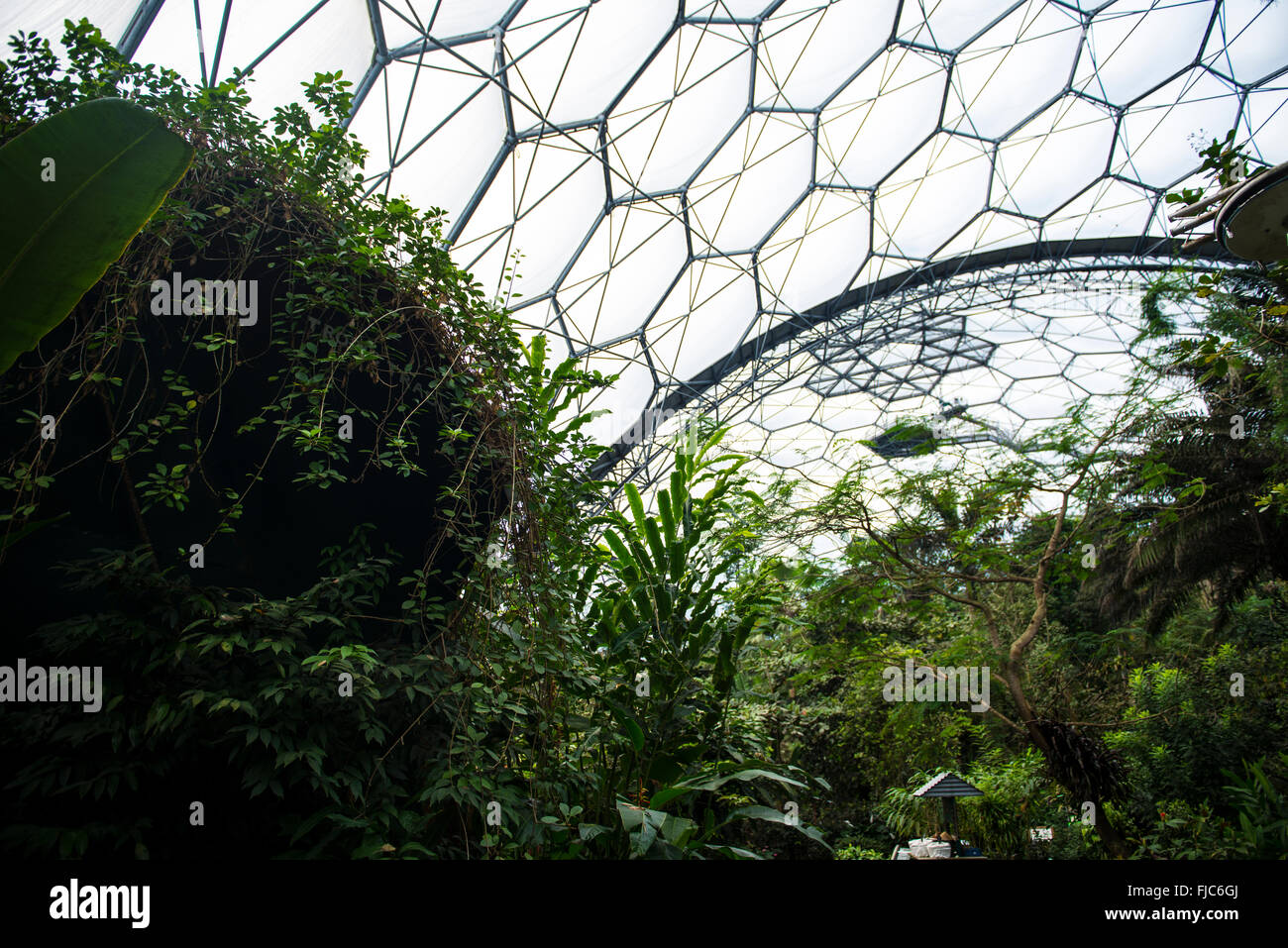 Una fotografia che mostra la foresta pluviale biome Foto Stock