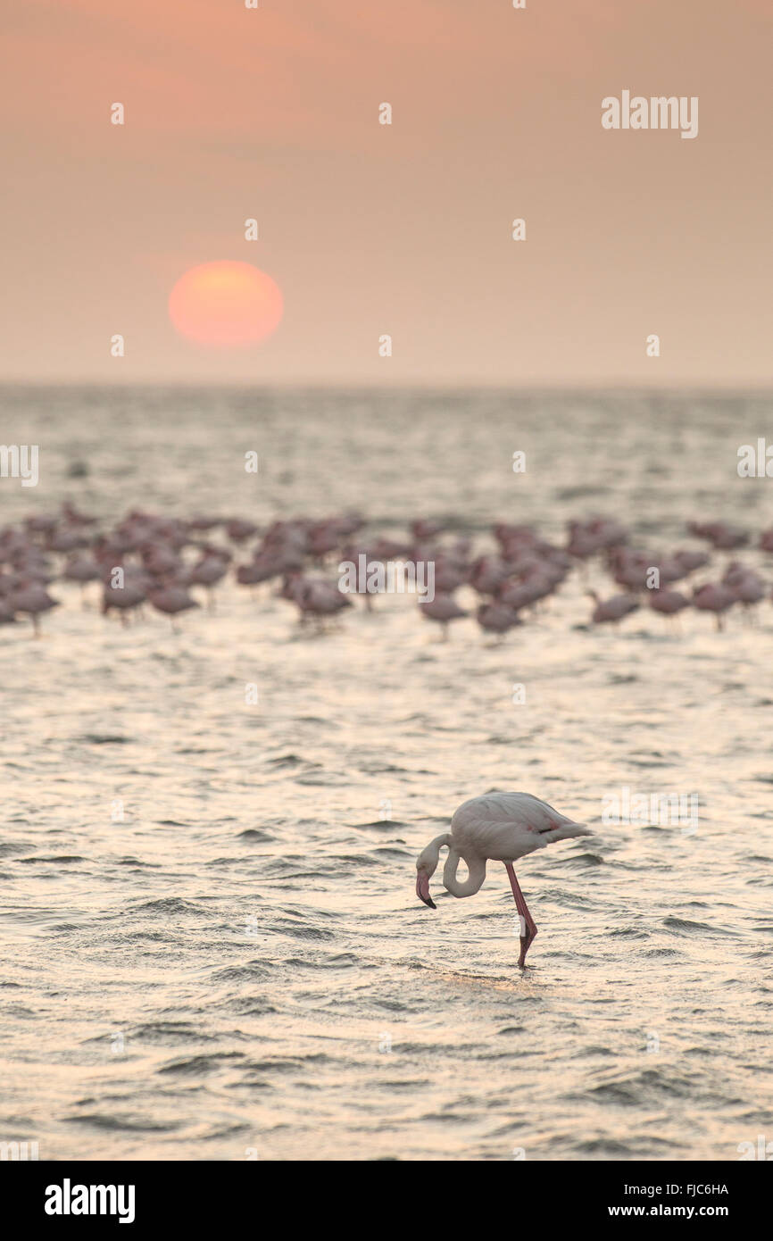 Flamingo a Walvis Bay zone umide Foto Stock