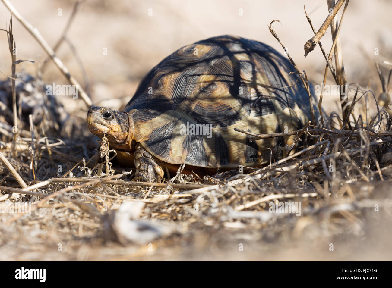 Un africano tartaruga mangia erba secca. Foto Stock