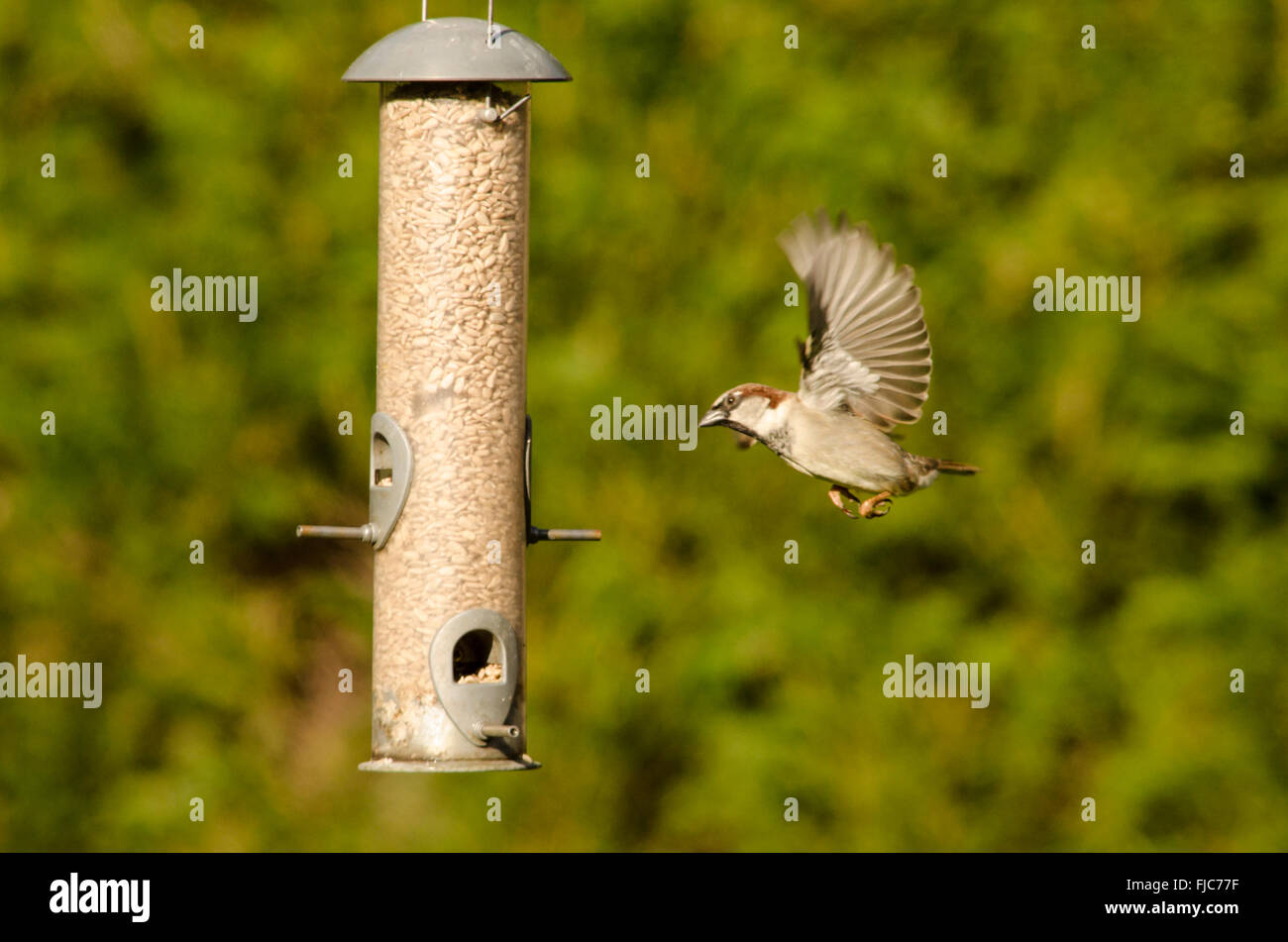 Casa passero [Passer domesticus] battenti per bird feeder riempito con cuori di semi di girasole. Febbraio. Regno Unito Foto Stock