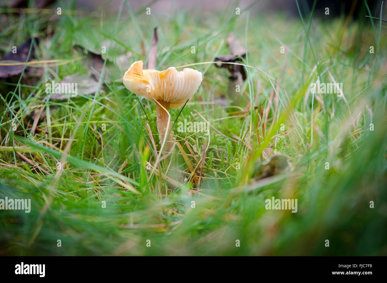 Un fungo giallo stand lonely in forrest redy per mangiare Foto Stock