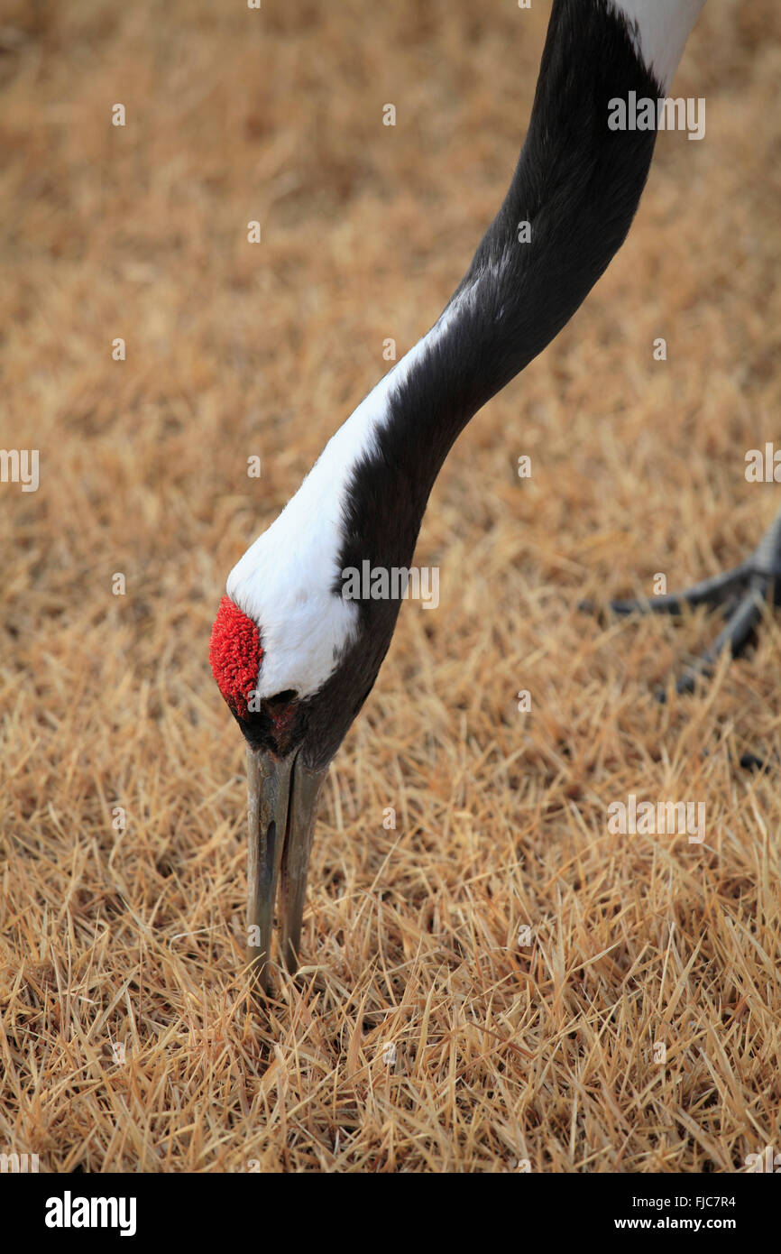 Giappone, giapponese, gru grus japonensis, Okayama, Foto Stock