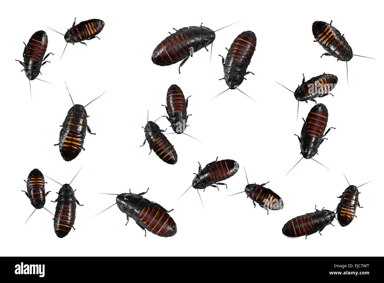 Madagascar sibili scarafaggi Foto Stock