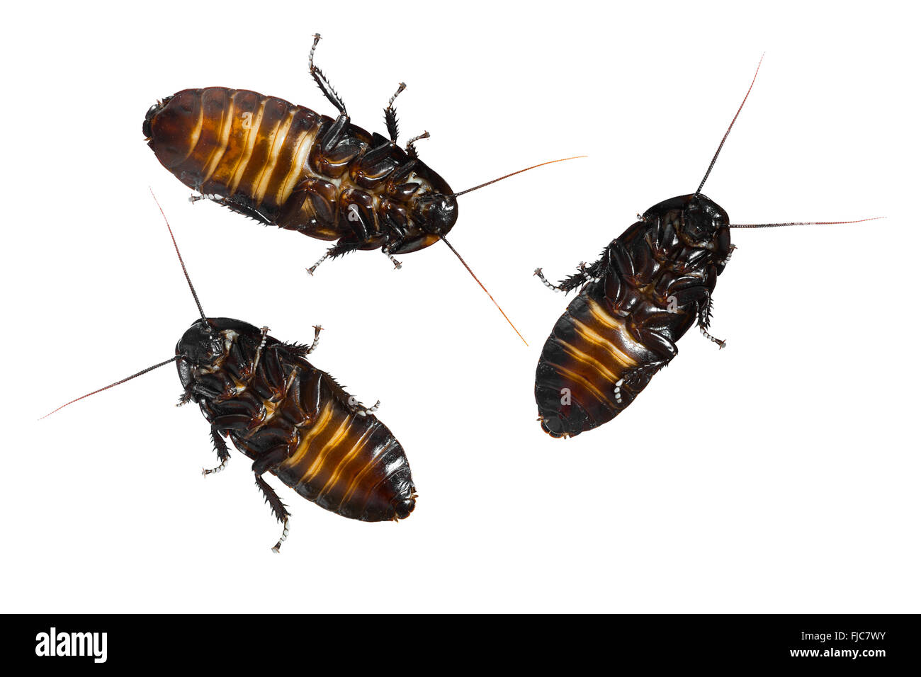 Madagascar sibili scarafaggi Foto Stock