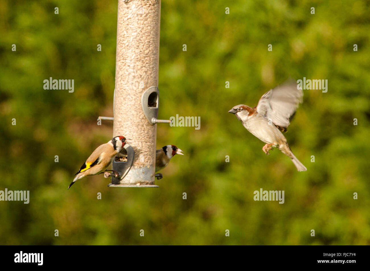 Cardellino europeo [Carduelis carduelis] presso il bird feeder. Casa passero [Passer domesticus] in volo. West Sussex, Regno Unito. Febbraio. Foto Stock