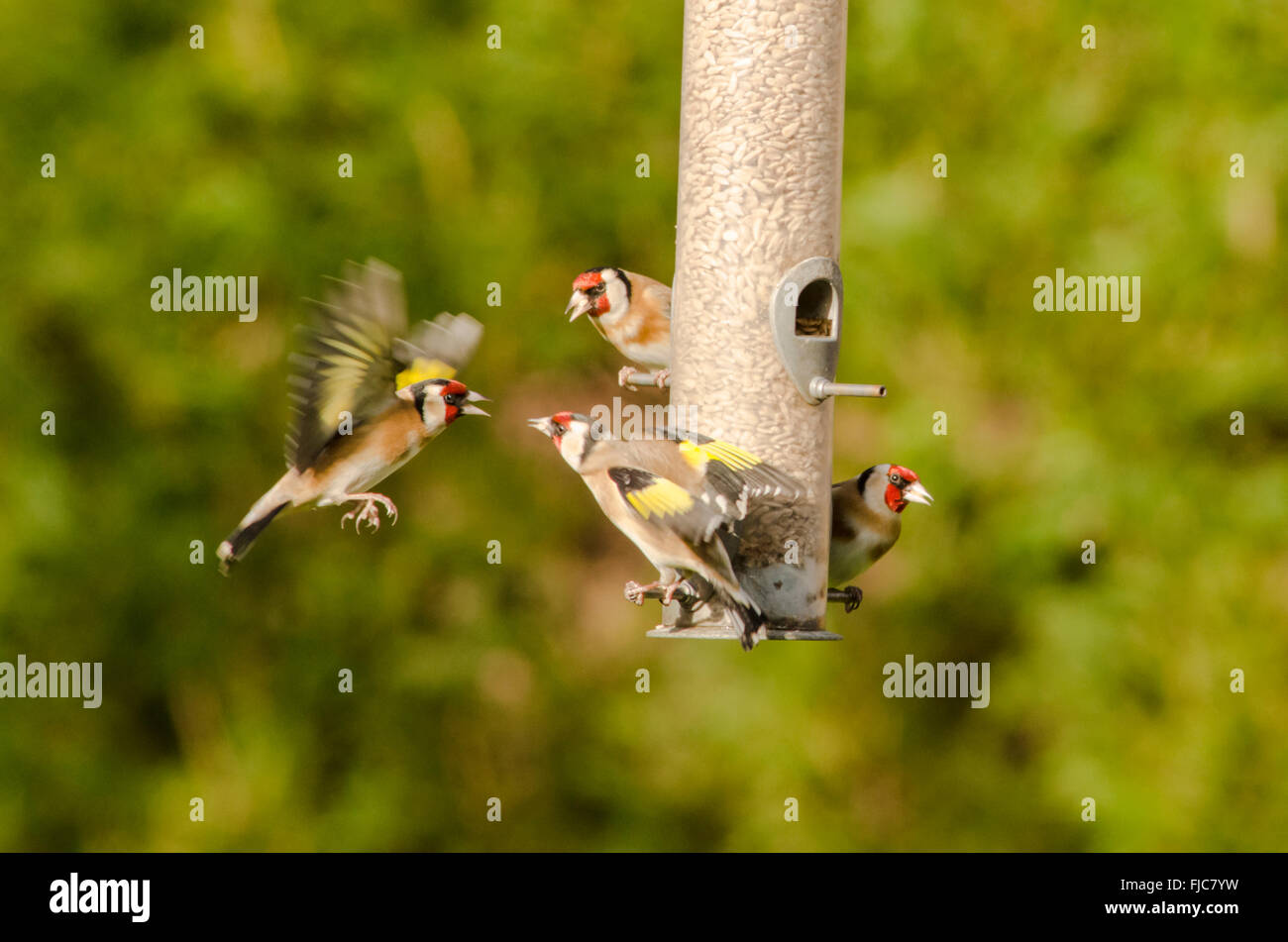 Cardellino europeo [Carduelis carduelis] bird feeder riempito con cuori di semi di girasole. West Sussex, Regno Unito. Febbraio. Uno in volo. Foto Stock