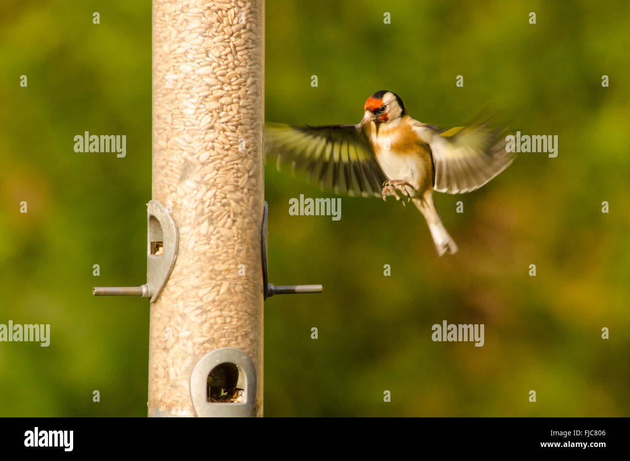 Cardellino europeo [Carduelis carduelis] bird feeder riempito con cuori di semi di girasole. West Sussex, Regno Unito. Febbraio. Uno in volo. Foto Stock