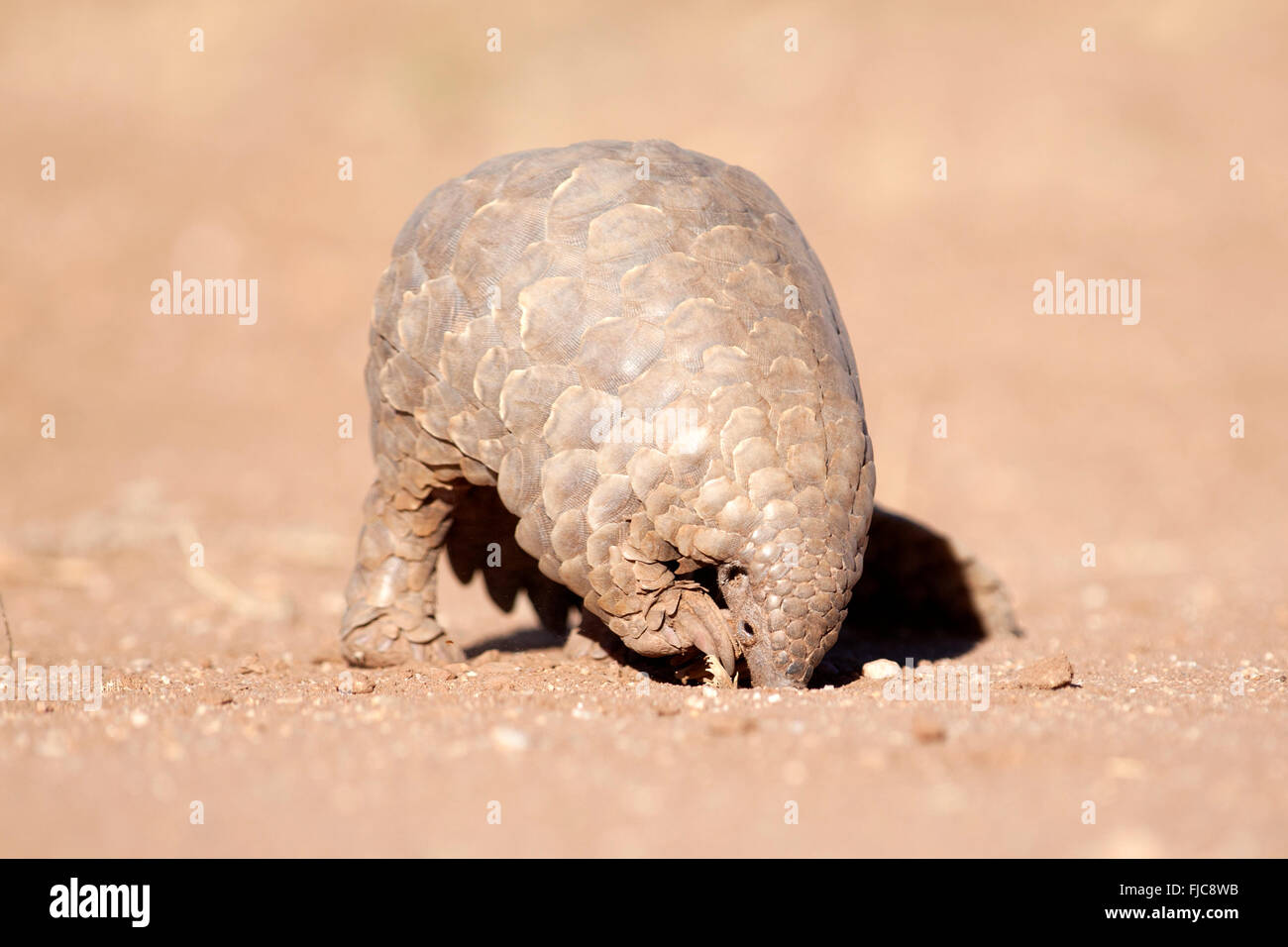 Pangolin scava per formiche Foto Stock