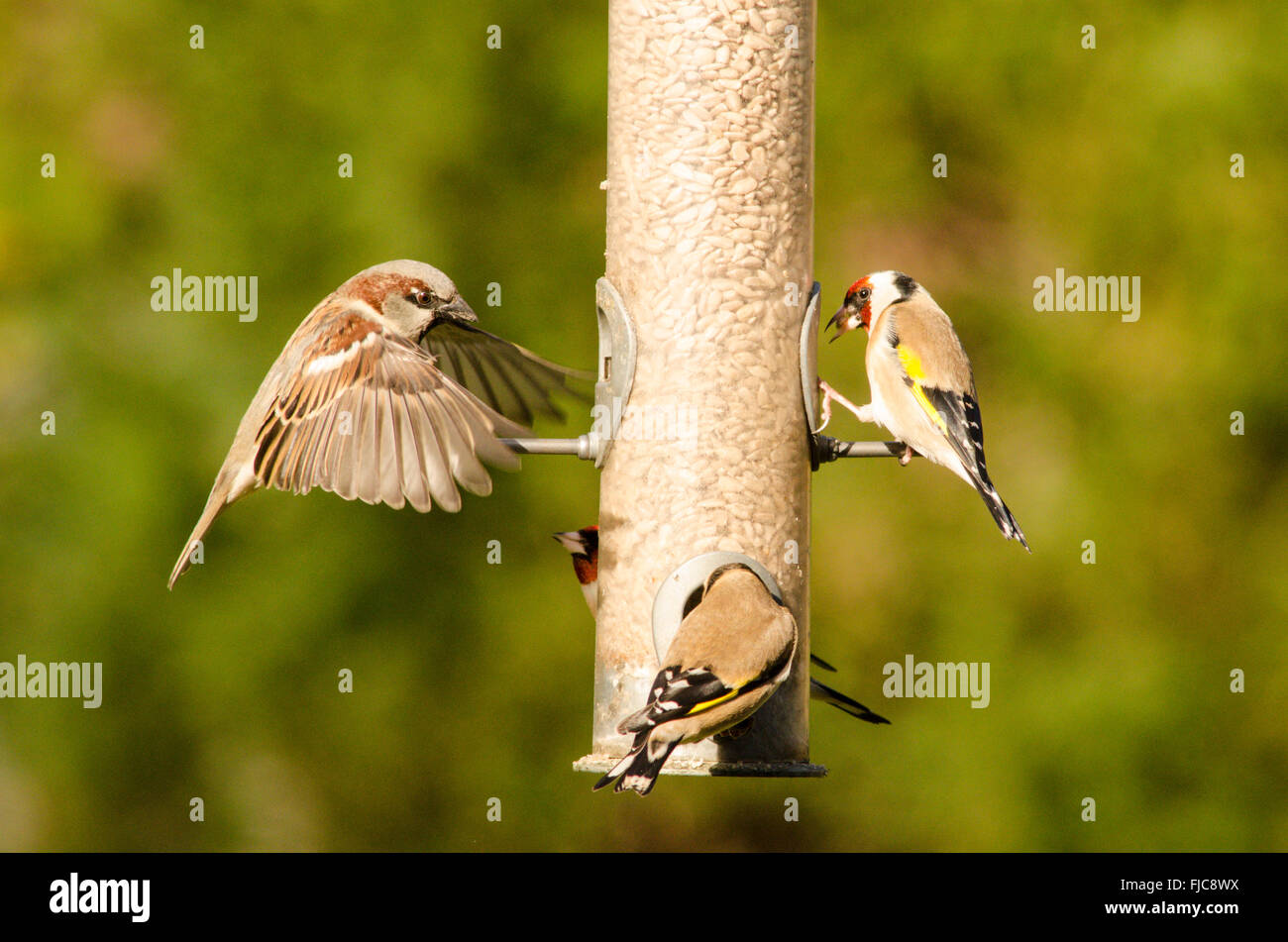 Cardellino europeo [Carduelis carduelis] presso il bird feeder. Casa passero [Passer domesticus] in volo. West Sussex, Regno Unito. Febbraio. Foto Stock