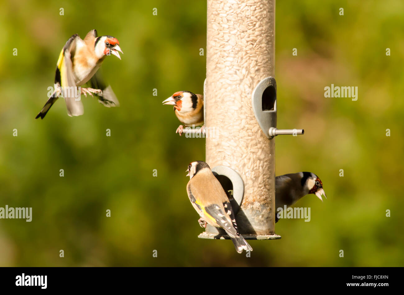 Cardellino europeo [Carduelis carduelis] bird feeder riempito con cuori di semi di girasole. West Sussex, Regno Unito. Febbraio. Uno in volo. Foto Stock