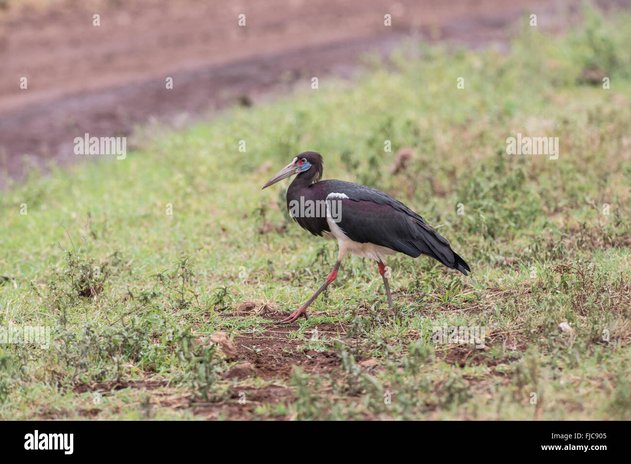 La Abdim stork (Ciconia abdimii) rovistando nel cratere di Ngorongoro, Tanzania Foto Stock