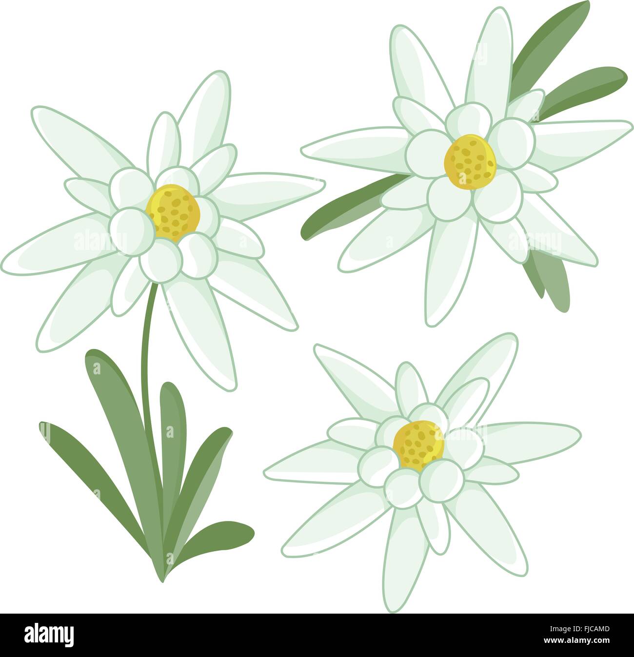 Fiori della stella alpina. Fiori selvatici di montagna bianca. Illustrazione vettoriale Illustrazione Vettoriale