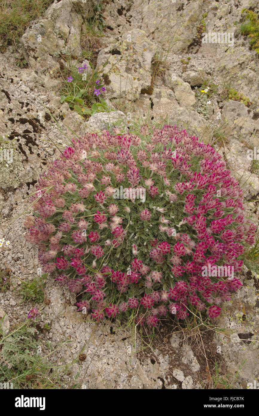 La flora di montagna intorno al castello di Babak, Azerbaigian Provincia, Iran Foto Stock