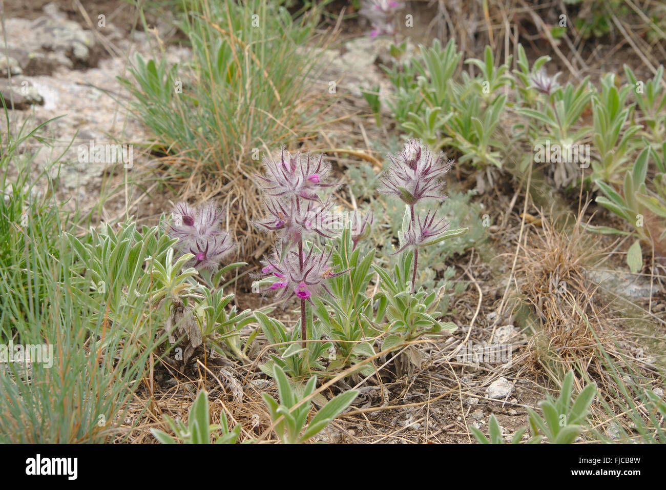 La flora di montagna intorno al castello di Babak, Azerbaigian Provincia, Iran Foto Stock
