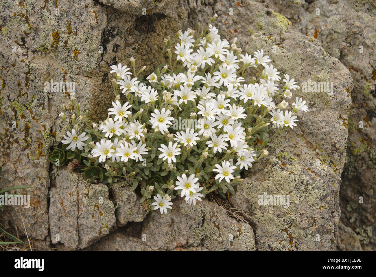 La flora di montagna intorno al castello di Babak, Azerbaigian Provincia, Iran Foto Stock