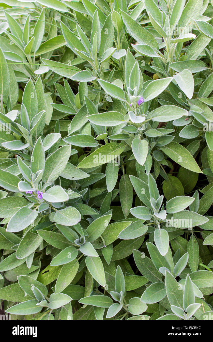 Semi Di Salvia - Garden Seeds Market | Spedizione Gratuita - Foto 7