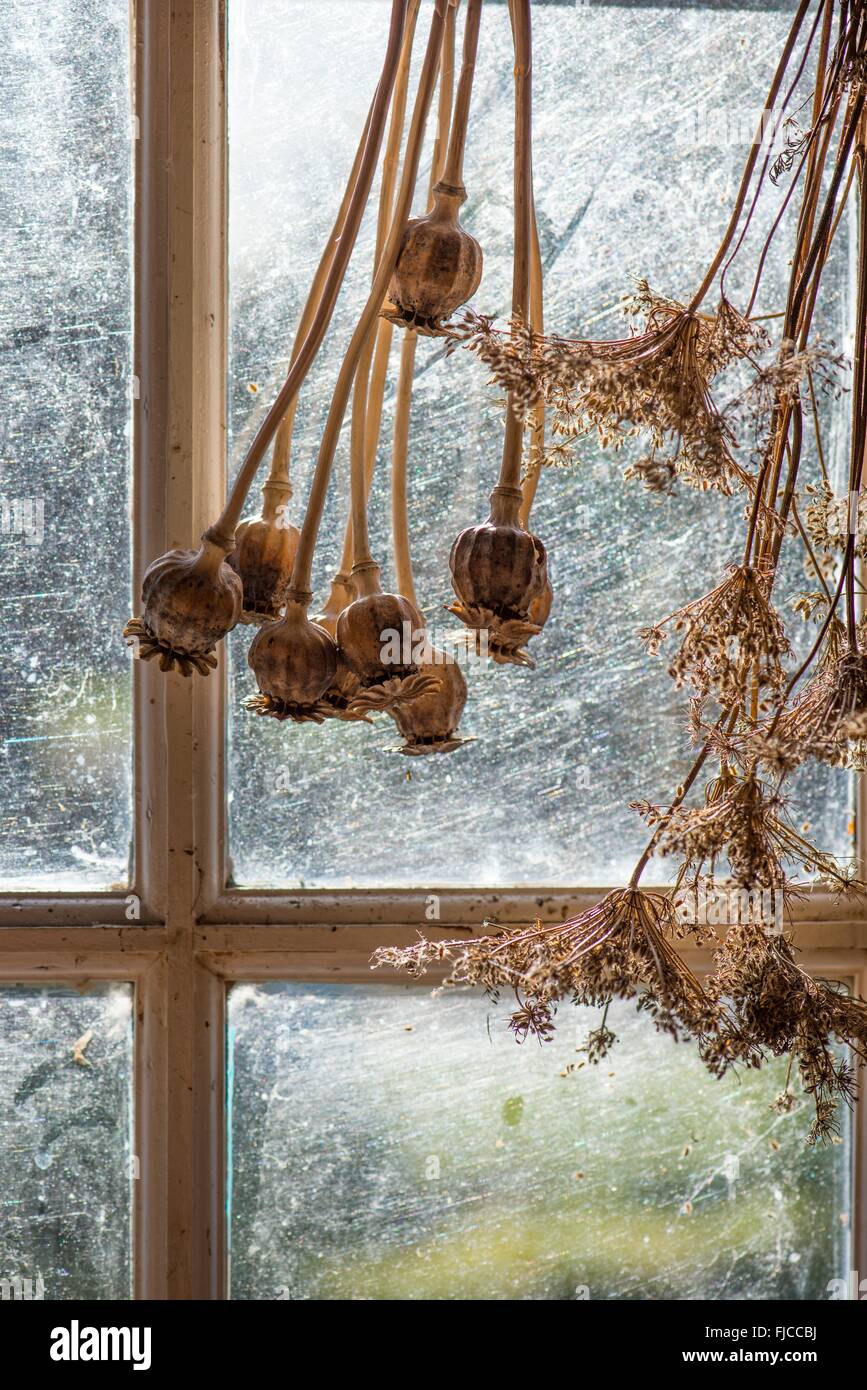 Potting Shed finestra con seme essiccato teste. Foto Stock
