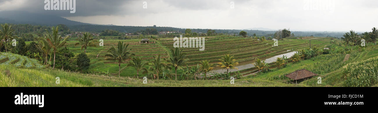 Campo di riso, Bali, Indonesia, Asia Foto Stock