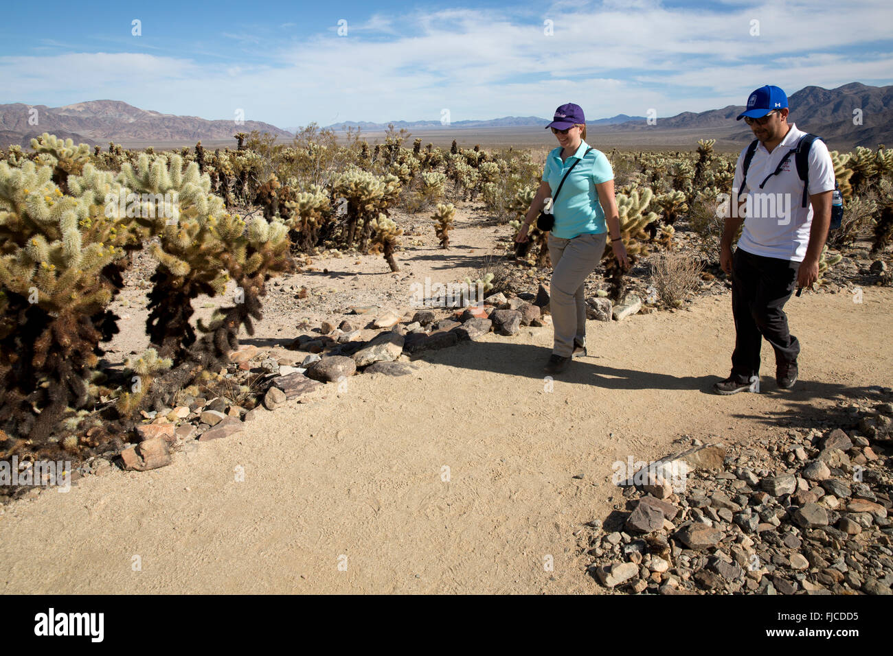 Cholla Cactus Garden Joshua Tree National Park California USA Foto Stock
