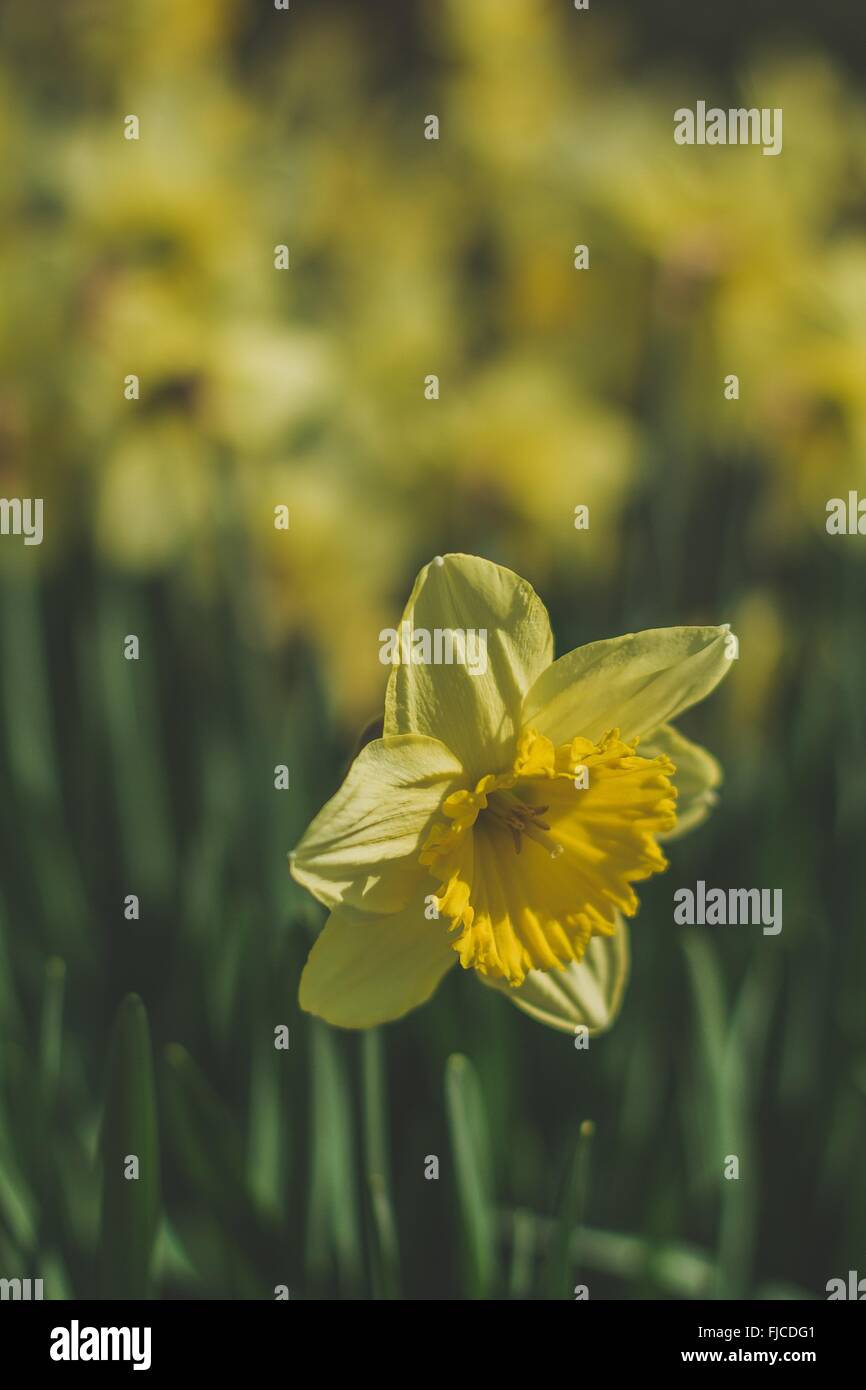 Una foto del fiore Daffodil con applicato un filtro vintage, Giardino Botanico, Leuven Foto Stock