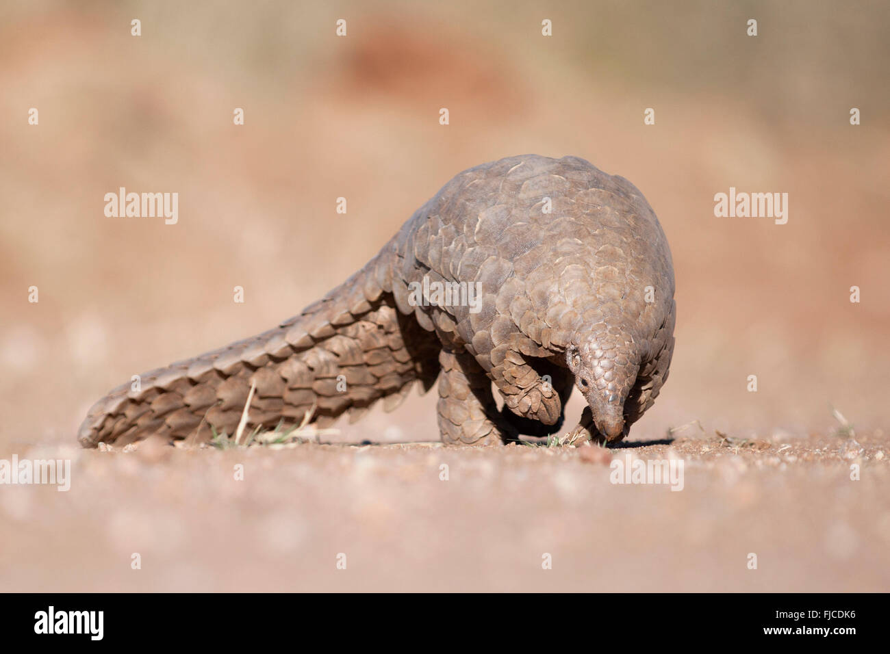 Pangolin scava per formiche Foto Stock