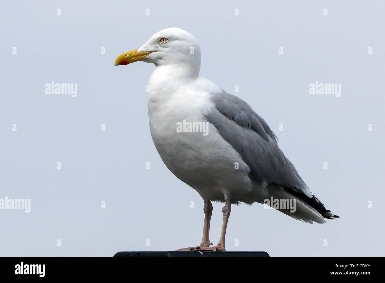 Aringa gabbiano (Larus argentatus) in piedi su una lampada posta a Oban Harbour, Scozia Foto Stock