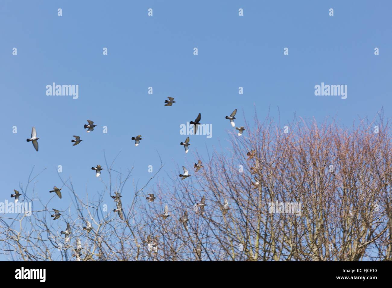 Uno stormo di uccelli nel blu senza nuvole Foto Stock