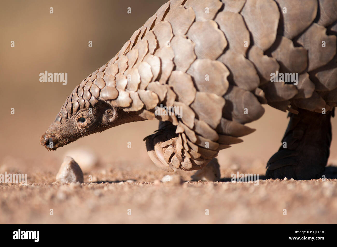 Pangolin ricerca per formiche Foto Stock