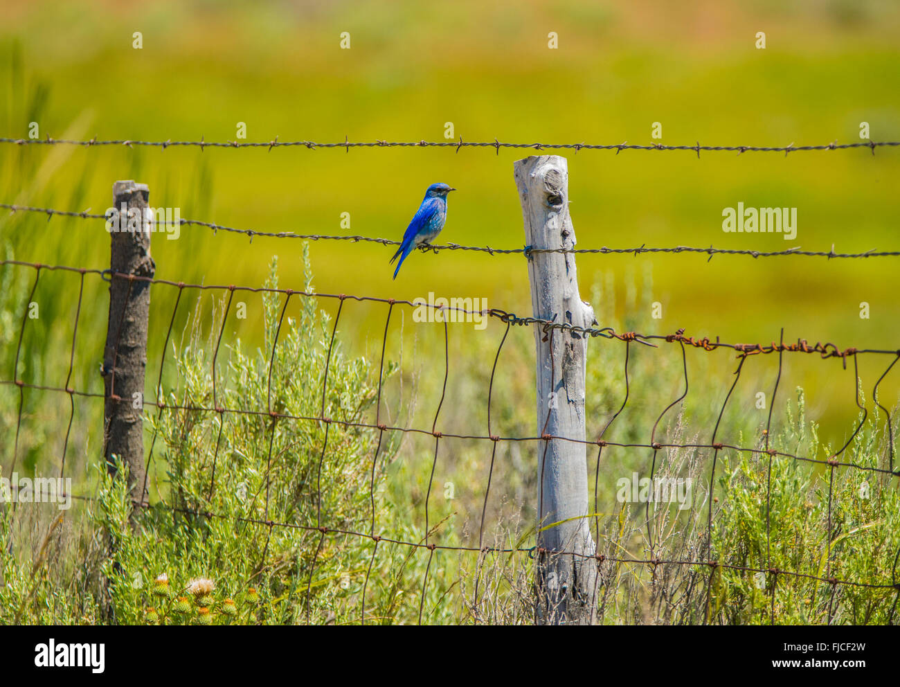 Gli uccelli di montagna, Blue Bird arroccato su di una recinzione. Stato di Idaho Bird, Idaho, Stati Uniti d'America Foto Stock