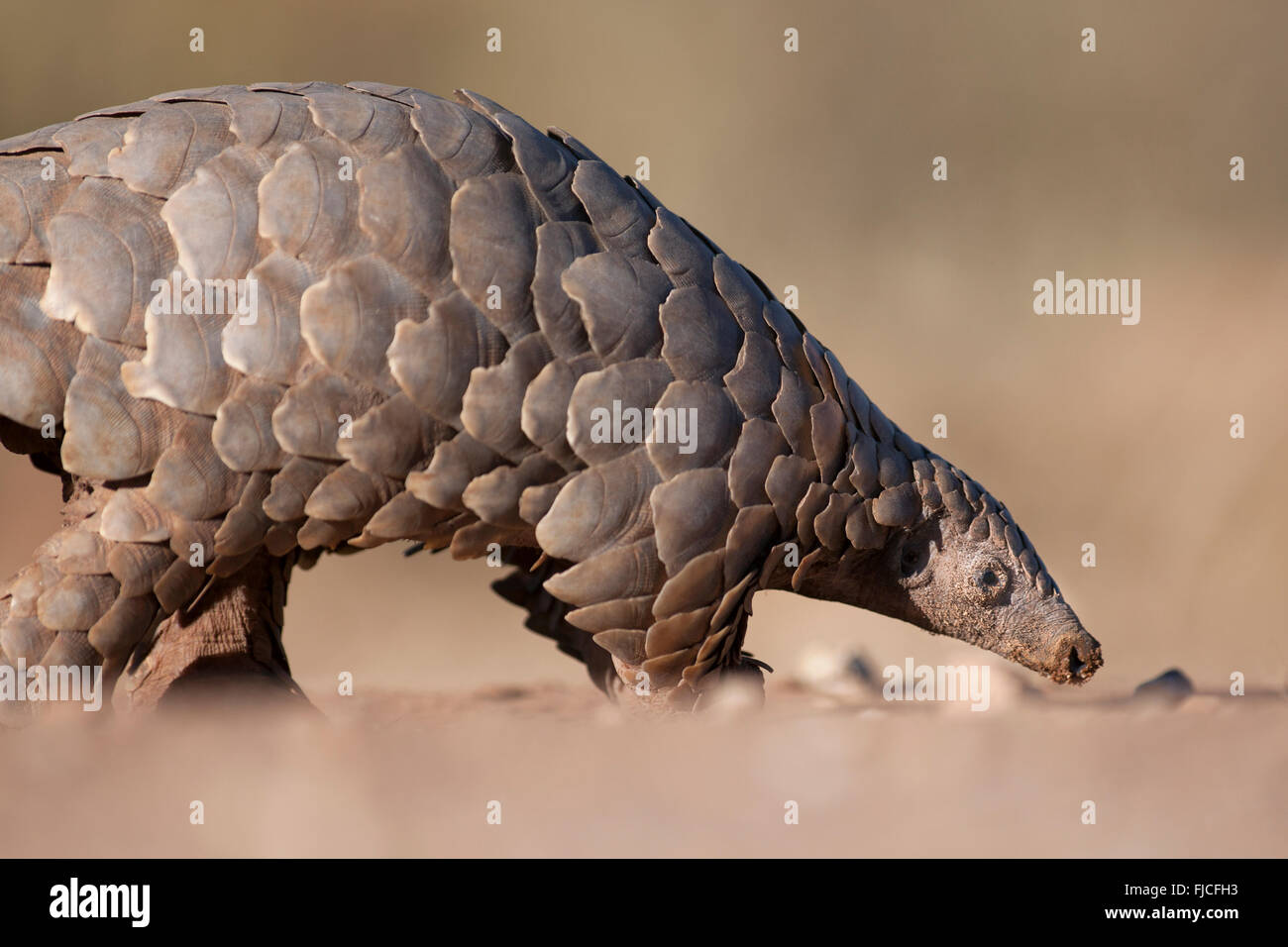 Pangolin ricerca per formiche Foto Stock