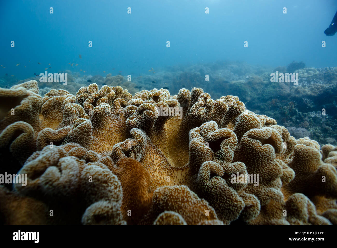 Close-up di manopole di soft coral sulla barriera corallina in Caribbean Foto Stock