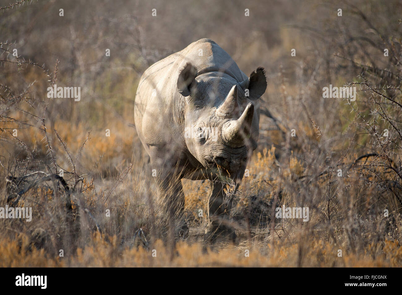Un rinoceronte nero Foto Stock