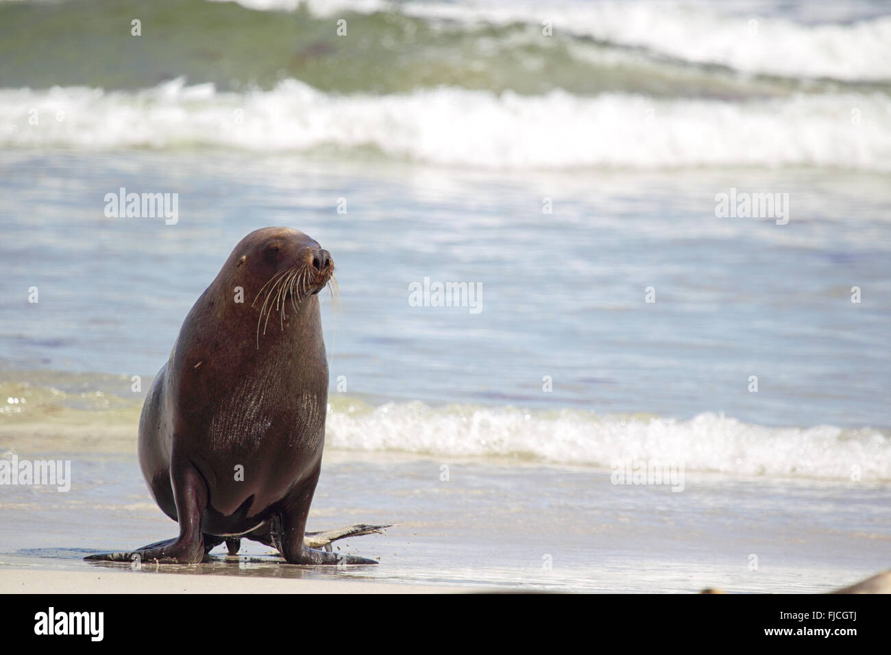 Australian Sea Lion (Neophoca cinerea) sulla spiaggia di Seal Bay, Kangaroo Island, South Australia, Australia. Foto Stock