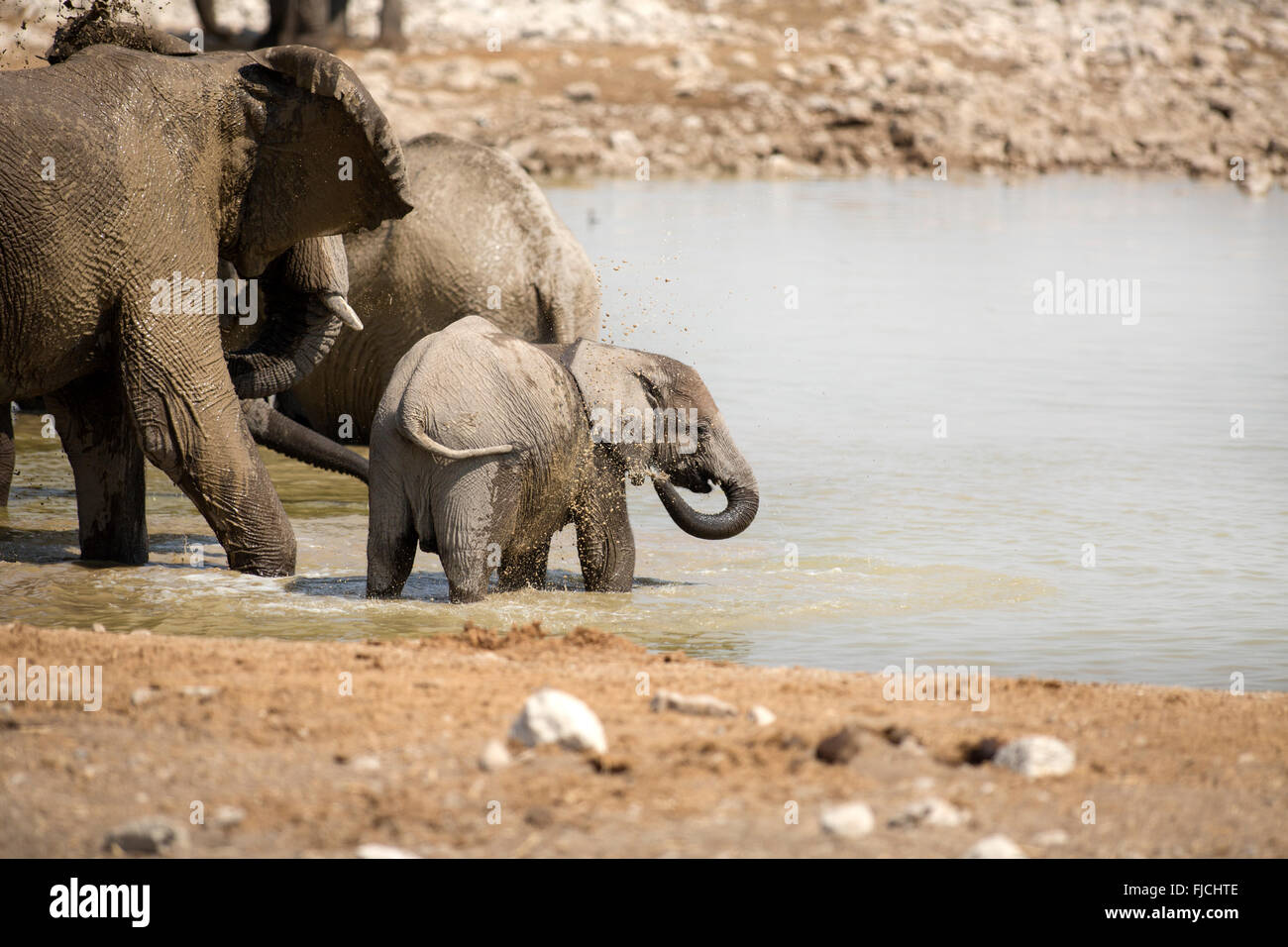 Elefante in vitello waterhole Foto Stock